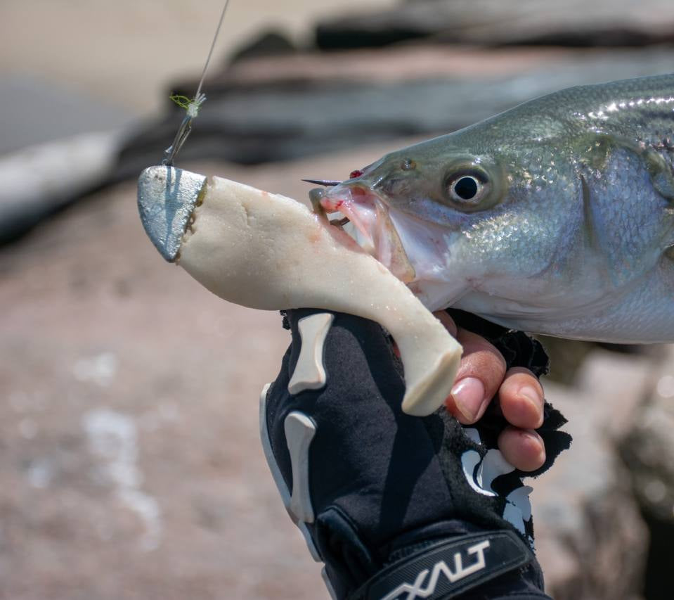 Springull's 6 inch Swimbait (3 pack+1 jig head)