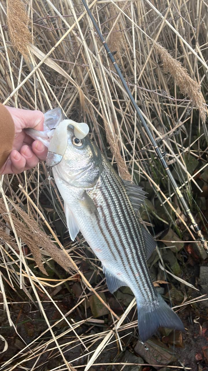 Springull's 4 inch Swimbait (4 pack+2Jig heads)