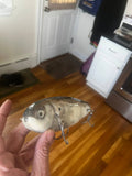 Springulls Topwater Bunker Lure- (walk the dog/spook style)