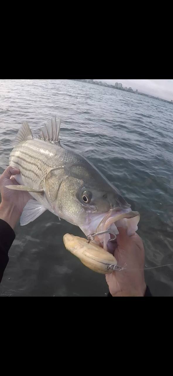 Springulls Topwater Bunker Lure- (walk the dog/spook style)