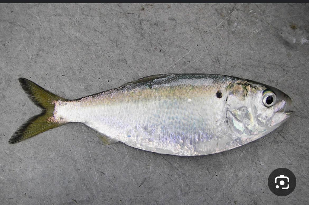 Springulls Topwater Bunker Lure- (walk the dog/spook style)