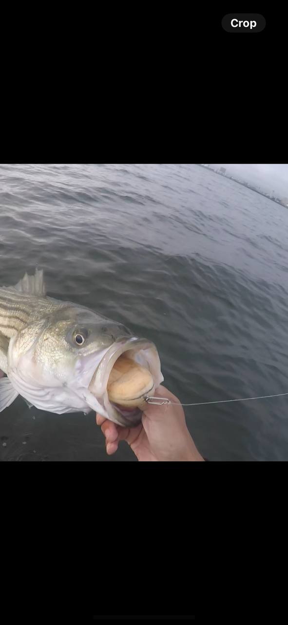 Springulls Topwater Bunker Lure- (walk the dog/spook style)